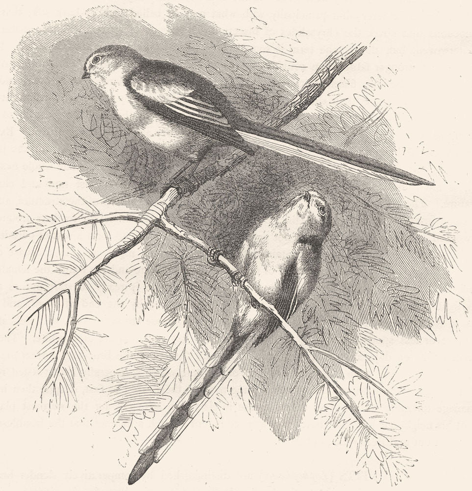 BIRDS. Singing. Tits. Long-tailed Titmouse c1870 old antique print picture